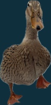Crackle the duck